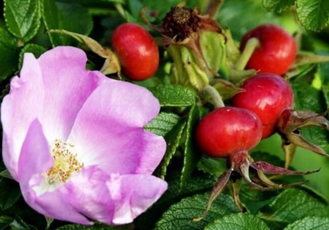 Rose biodro